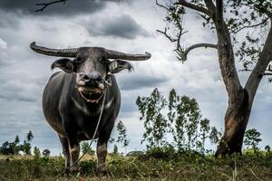 A large bull standing in a field with a tree in the background photo