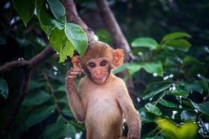 A monkey in a tree photo