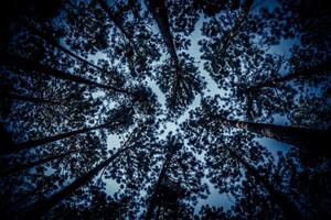 A view up into the sky from the ground of a forest photo