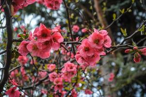 Pink flowers on a tree branch with green leaves photo