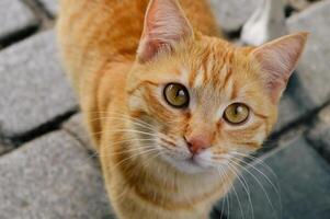 A close up of a cat looking at the camera photo
