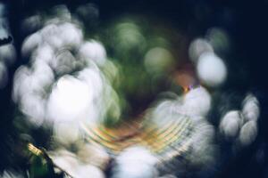 A blurry image of a tree with leaves photo