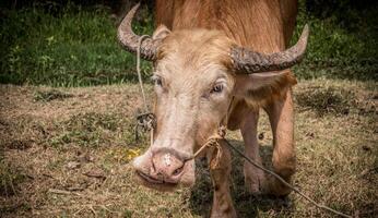 A cow with a long horn standing in a field photo
