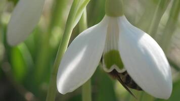 bi pollinerar snödroppe under tidigt vår i skog. snödroppar, blomma, vår. honung bi, apis mellifera besöker först snödroppar på tidigt vår, signal- slutet av vinter. långsam rörelse, stänga upp video