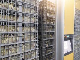 Hatching eggs in modern incubator hatchering machine, A newborn chicken is knocked out of an eggs ,brood of small chicks. High Technology of newborn chicken production. photo