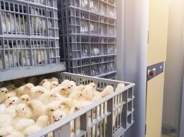 Hatching eggs in modern incubator hatchering machine, A newborn chicken is knocked out of an eggs ,brood of small chicks. High Technology of newborn chicken production. photo