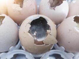 Check the condition of eggs that do not hatch to see if they have fungus and bacteria. photo