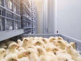 Hatching eggs in modern incubator hatchering machine, A newborn chicken is knocked out of an eggs ,brood of small chicks. High Technology of newborn chicken production. photo