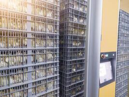 Hatching eggs in modern incubator hatchering machine, A newborn chicken is knocked out of an eggs ,brood of small chicks. High Technology of newborn chicken production. photo