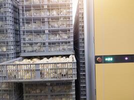 Hatching eggs in modern incubator hatchering machine, A newborn chicken is knocked out of an eggs ,brood of small chicks. High Technology of newborn chicken production. photo