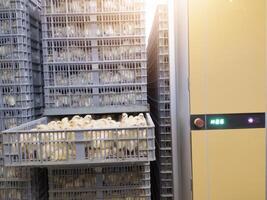 Hatching eggs in modern incubator hatchering machine, A newborn chicken is knocked out of an eggs ,brood of small chicks. High Technology of newborn chicken production. photo