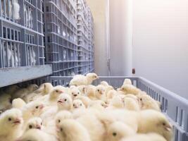 Hatching eggs in modern incubator hatchering machine, A newborn chicken is knocked out of an eggs ,brood of small chicks. High Technology of newborn chicken production. photo