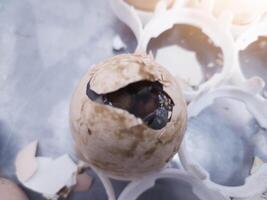 Check the condition of eggs that do not hatch to see if they have fungus and bacteria. photo