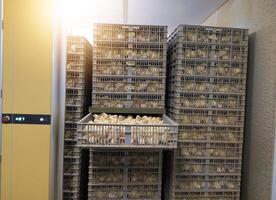 Hatching eggs in modern incubator hatchering machine, A newborn chicken is knocked out of an eggs ,brood of small chicks. photo