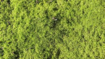 Bright summer texture of moss with small pebbles photo