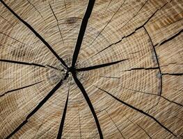 the texture of a wooden slice with cracks photo