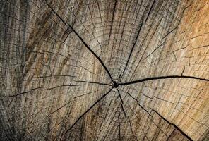 background texture of wooden section photo