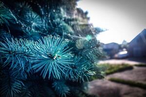 blue spruce in dew and cobwebs photo