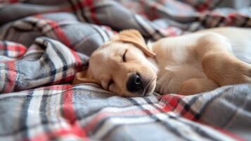 portrait labrador puppy, sleep relaxed on checkered plaid, indoor shoot photo
