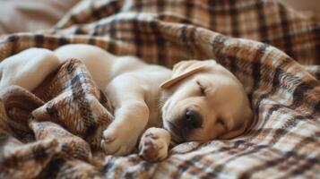 portrait labrador puppy, sleep relaxed on checkered plaid, autumn cozy shoot photo