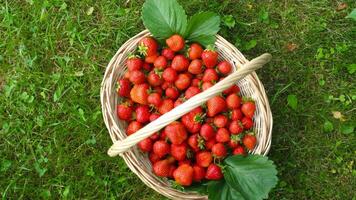 Top view of wicker basket with red strawberries. Vitamins from the garden video