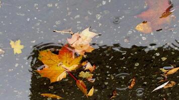 rain on fallen leaves floating in a puddle of water video