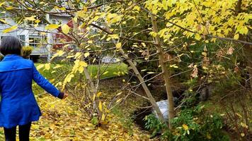 a woman in a blue coat walking along a creek, autumn tree and leaves video