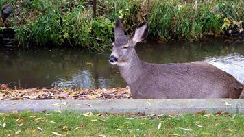 a deer is sitting on the edge of a small creek video