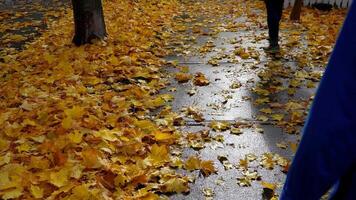 people walking down a sidewalk covered in yellow maple leaves video