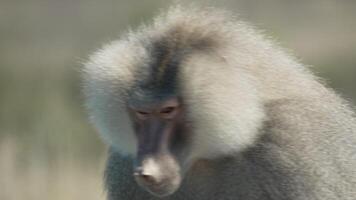 Baboon Portrait Africa Wildlife. A close-up shot of a grey baboon's face, looking down and to the side. Its fur is soft and grey, and its eyes are dark and intense. video