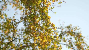 Early fall. Birch trees with golden, yellow leaves slightly swaying on wind in sunset, bottom view. video