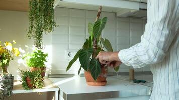 Man tie potted Philodendron Splendid plant to dry stick support with string of twine video