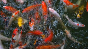 Above view of Koi fish swim on the surface of the water in large numbers. Koi fish are often used in Japanese gardens as symbols of good luck and prosperity. video