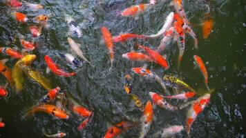 Above view of Koi fish swim on the surface of the water in large numbers. Koi fish are often used in Japanese gardens as symbols of good luck and prosperity. video