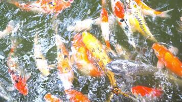 Above view of Koi fish swim on the surface of the water in large numbers. Koi fish are often used in Japanese gardens as symbols of good luck and prosperity. video