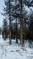 Winter pine tree forest with snow on trees video
