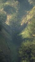 dramatic scenic fog in pine forest on mountain slopes video