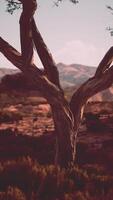 Tree in Field With Mountain Background video