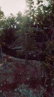 Sunlight Filtering Through Trees in Woods video