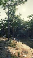 Towering Trees and Rocky Shoreline Surrounding Lake video