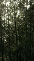 Sunlight Filtering Through Bamboo Forest, vertical video
