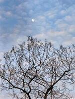 Tree with branches like silhouette, cloudy sky background photo