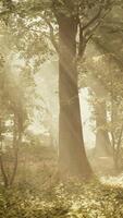 Panoramic view of the majestic evergreen forest in a morning fog video