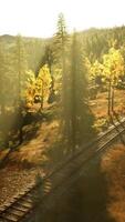 abandoned railroad track in a coniferous forest in spring video