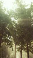 sun's rays break through the branches of trees glowing in the morning fog video