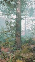 Beautiful Sunny Silhouetted Forest with Sunbeams through Fog video