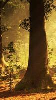 Panoramic view of the majestic evergreen forest in a morning fog video