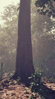 Forest of Trees illuminated by sunbeams through fog video