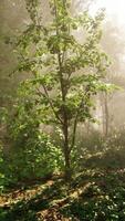Forest of Trees illuminated by sunbeams through fog video