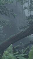 Roots of exotic trees with thicket of shrubs and ferns against sunlight video